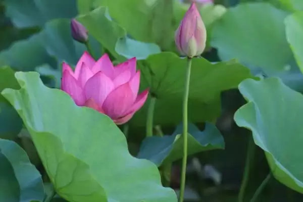 荷花有哪些特点和特性呢,荷花叶子形状为圆形盾状是其特点吗插图5 荷花有哪些特点和特性呢,荷花叶子形状为圆形盾状是其特点吗插图5