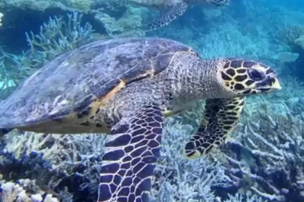 海龟是什么类型的动物呢,海龟是常见的海洋爬行动物这一说法对吗插图4 海龟是什么类型的动物呢,海龟是常见的海洋爬行动物这一说法对吗插图4