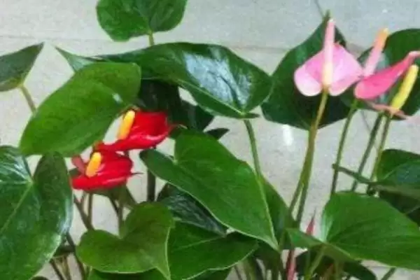 红掌不开花的原因是什么呢,红掌不开花因光照或肥料不足等原因吗插图2 红掌不开花的原因是什么呢,红掌不开花因光照或肥料不足等原因吗插图2