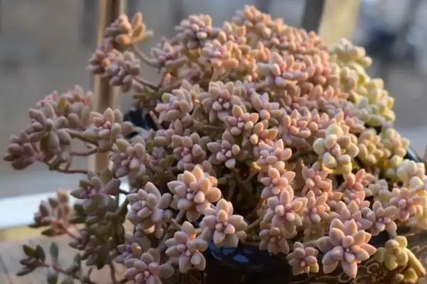 姬秋丽种植法光照足叶片色佳,姬秋丽的种植方法,充足光照影响大?插图5 姬秋丽种植法光照足叶片色佳,姬秋丽的种植方法,充足光照影响大?插图5