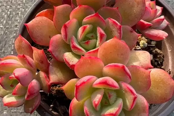 红化妆的浇水方法是什么呢,红化妆不同季节的浇水方式有所不同吗插图2 红化妆的浇水方法是什么呢,红化妆不同季节的浇水方式有所不同吗插图2