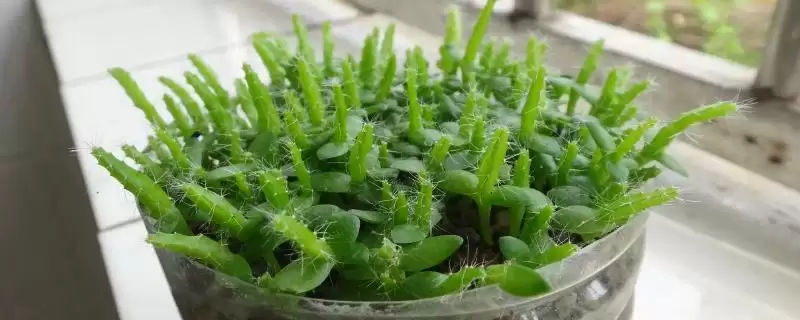 火龙果在家种盆栽方式能种,火龙果能否在家种植,这种方式可以吗?插图 火龙果在家种盆栽方式能种,火龙果能否在家种植,这种方式可以吗?插图