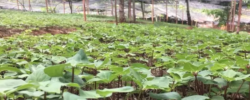 规模化种植药材有何误区,规模化种植药材种单一品种风险更大吗-会东网