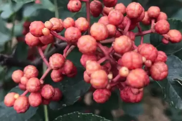 花椒挑选方法看捏闻法能选好吗,花椒的挑选方法，看捏闻方式可靠吗？插图1