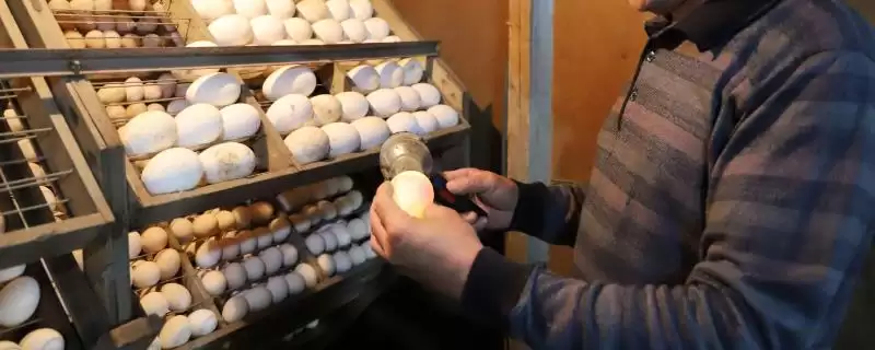孵鹅蛋温度湿度 ,孵鹅蛋的温度和湿度如何控插图 孵鹅蛋温度湿度 ,孵鹅蛋的温度和湿度如何控插图