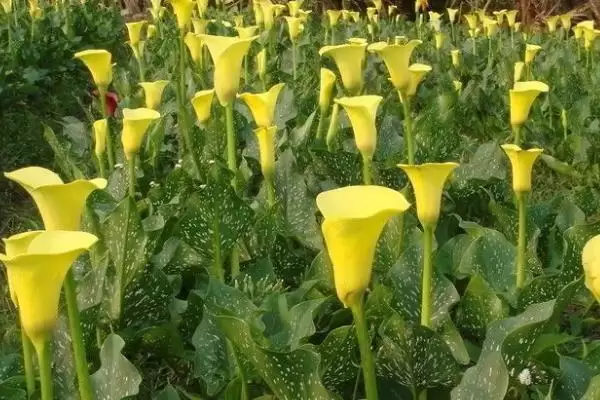 彩色马蹄莲的种植方法是怎样呢,彩色马蹄莲种植方法插图3 彩色马蹄莲的种植方法是怎样呢,彩色马蹄莲种植方法插图3