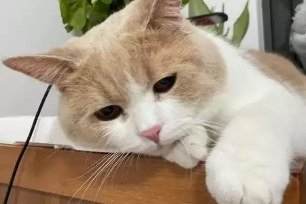 公猫绝育后乱拉乱尿原因 ,公猫绝育后乱拉乱尿是什么原因导致的插图2 公猫绝育后乱拉乱尿原因 ,公猫绝育后乱拉乱尿是什么原因导致的插图2
