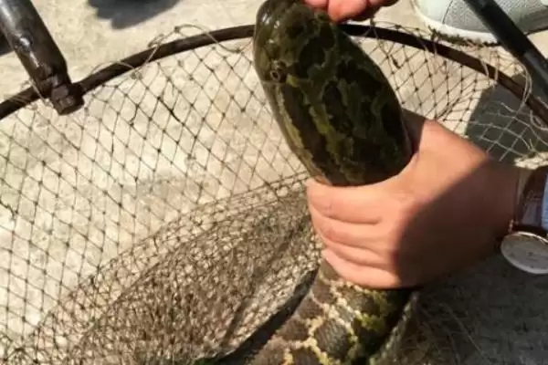 黑鱼具有蟒蛇纹是何原因呢,黑鱼有蟒蛇纹是为了伪装或保护自己吗插图3 黑鱼具有蟒蛇纹是何原因呢,黑鱼有蟒蛇纹是为了伪装或保护自己吗插图3