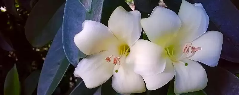 灰莉开花时间4-8月间开花,灰莉何时开花,固定这个时段吗?插图 灰莉开花时间4-8月间开花,灰莉何时开花,固定这个时段吗?插图