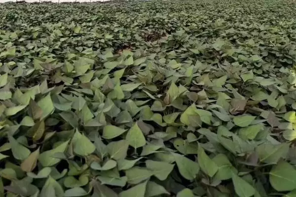红薯的育苗时间及方式是啥,红薯育苗期主要集中在3月份左右吗插图1