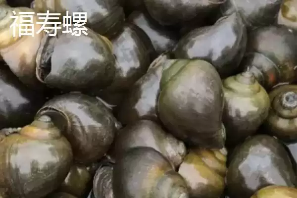 福寿螺和田螺的区别 ,福寿螺和田螺之间有哪些不同之插图1 福寿螺和田螺的区别 ,福寿螺和田螺之间有哪些不同之插图1