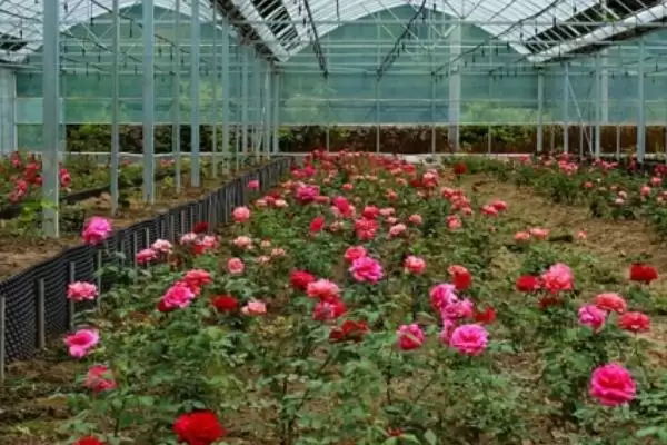 花卉场装地暖吗冬季装地暖合适吗,花卉养殖场冬季适合安装地暖吗,有何利弊?插图1 花卉场装地暖吗冬季装地暖合适吗,花卉养殖场冬季适合安装地暖吗,有何利弊?插图1