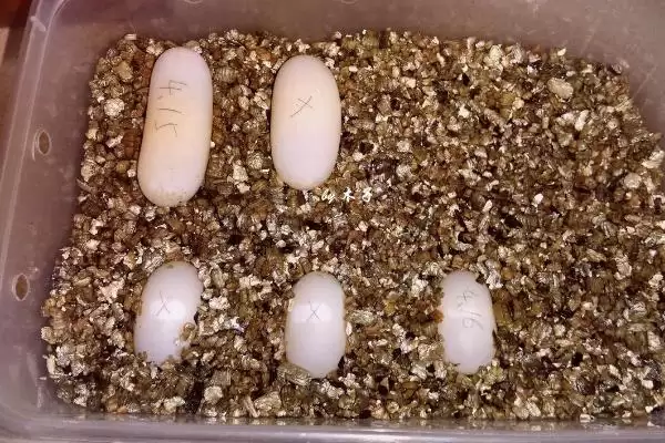 火焰龟生蛋问依体质环境而定,火焰龟养几年才可以生蛋,受什么影响?插图4 火焰龟生蛋问依体质环境而定,火焰龟养几年才可以生蛋,受什么影响?插图4