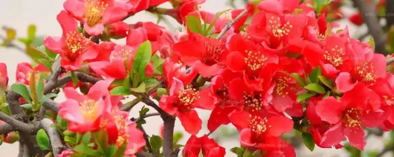 海棠花开花时间在何时呢,海棠花不同品种的花期时间有所不同吗插图 海棠花开花时间在何时呢,海棠花不同品种的花期时间有所不同吗插图