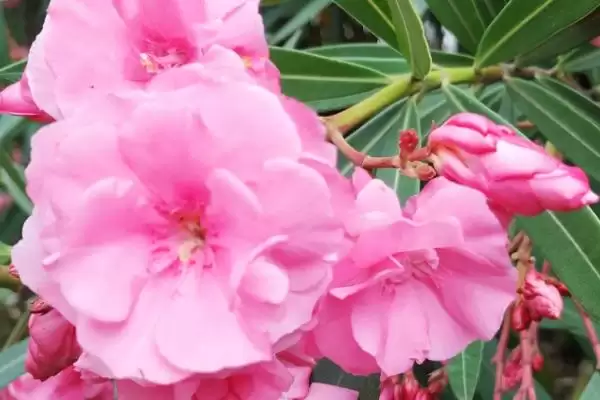 花卉品质象征杜鹃梅花寓意真的吗,花卉有什么品质和象征,杜鹃梅花代表啥?插图3 花卉品质象征杜鹃梅花寓意真的吗,花卉有什么品质和象征,杜鹃梅花代表啥?插图3