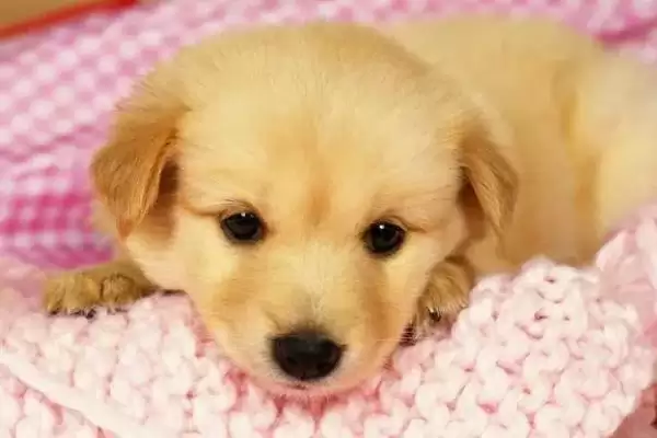 狗狗眼屎多是何原因导致,狗狗眼屎多是炎症或感冒等引起的吗插图2