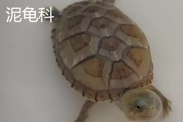 龟的种类主要有哪些呢,龟共有12科分别是哪些种类呢插图8 龟的种类主要有哪些呢,龟共有12科分别是哪些种类呢插图8