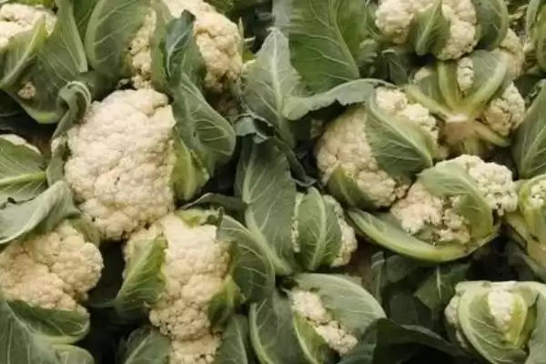花菜黑点能吃吗黑点大了就不能吃,花菜上面黑点还能吃吗,多大不能吃?插图2 花菜黑点能吃吗黑点大了就不能吃,花菜上面黑点还能吃吗,多大不能吃?插图2