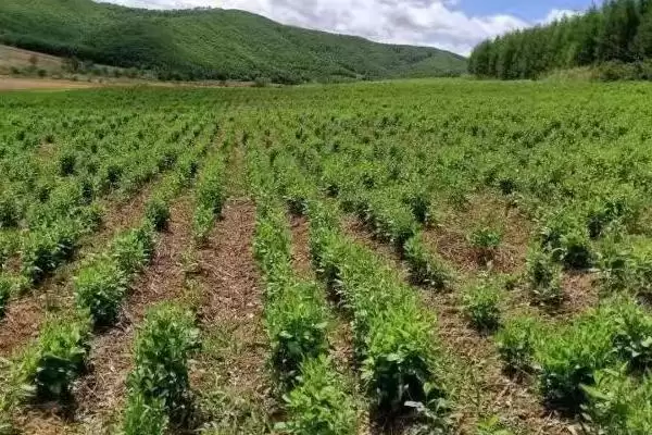 黄芩种子价格因品种质量而异,黄芩种子的价格,价格差异因素是?插图3 黄芩种子价格因品种质量而异,黄芩种子的价格,价格差异因素是?插图3