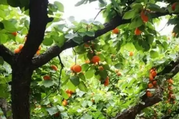 家里能种杏树真的不适合种,家里能种杏树吗,不适合的原因是?插图2 家里能种杏树真的不适合种,家里能种杏树吗,不适合的原因是?插图2