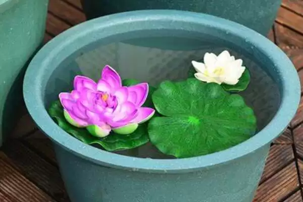 荷花水培的种植方法是啥,荷花水培在4月份左右种植较为适宜吗插图1 荷花水培的种植方法是啥,荷花水培在4月份左右种植较为适宜吗插图1