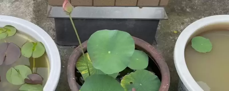 荷花种子如何进行种植呢,荷花种子可直接用塘泥进行养护种植吗插图 荷花种子如何进行种植呢,荷花种子可直接用塘泥进行养护种植吗插图