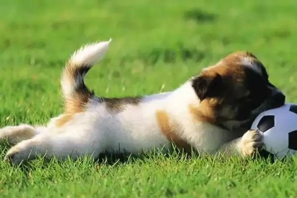 狗狗尿毒症早期啥症状,狗狗尿毒症早期会情绪低落、意识不清吗插图2 狗狗尿毒症早期啥症状,狗狗尿毒症早期会情绪低落、意识不清吗插图2