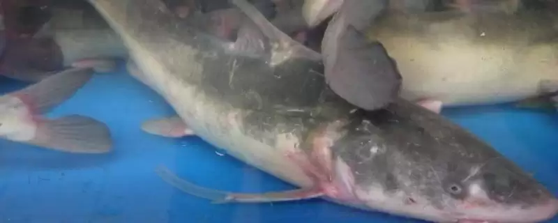 回鱼鱼种问是长吻鮠吗,回鱼是什么鱼,是指这种鱼吗?插图 回鱼鱼种问是长吻鮠吗,回鱼是什么鱼,是指这种鱼吗?插图