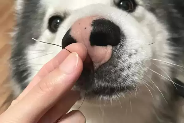 狗狗掉胡子是何原因,狗狗掉胡子是营养不足或遗传因素导致吗插图1 狗狗掉胡子是何原因,狗狗掉胡子是营养不足或遗传因素导致吗插图1