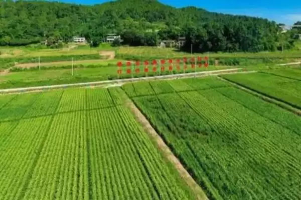 高标准农田建设目的 ,高标准农田建设的目的是什么插图3 高标准农田建设目的 ,高标准农田建设的目的是什么插图3