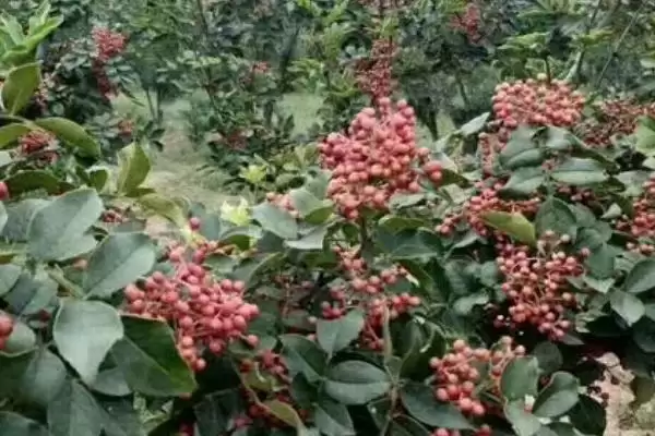 果粒大的花椒品种有哪些,红狮子、凤椒等是果粒大的花椒品种吗插图5 果粒大的花椒品种有哪些,红狮子、凤椒等是果粒大的花椒品种吗插图5