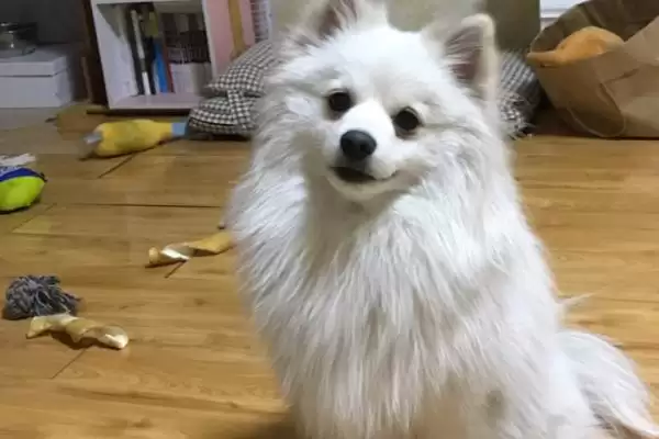 狗狗皮肤干燥是何因素,天气、洗澡频繁、寄生虫致狗狗皮肤干燥吗插图2 狗狗皮肤干燥是何因素,天气、洗澡频繁、寄生虫致狗狗皮肤干燥吗插图2