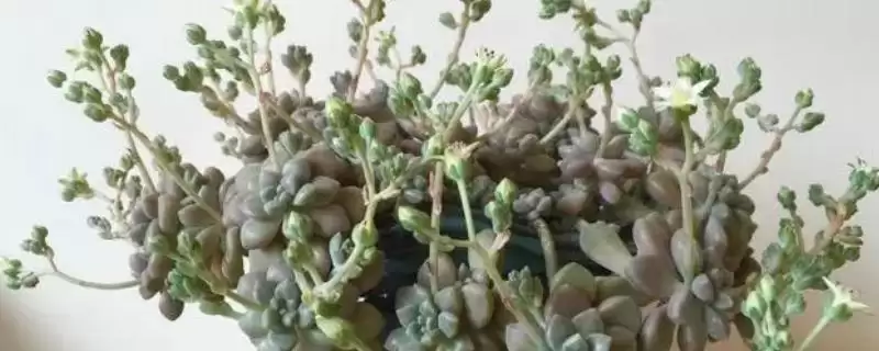 姬秋丽种植法光照足叶片色佳,姬秋丽的种植方法,充足光照影响大?插图 姬秋丽种植法光照足叶片色佳,姬秋丽的种植方法,充足光照影响大?插图