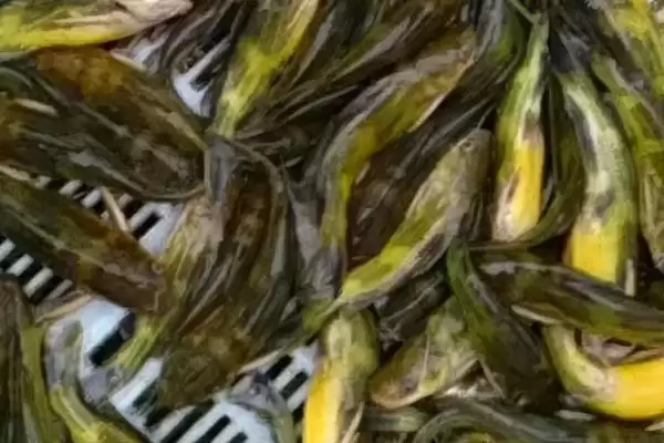黄颡鱼价格问零售价12-20元,黄颡鱼的价格,这个价格范围对吗?插图2 黄颡鱼价格问零售价12-20元,黄颡鱼的价格,这个价格范围对吗?插图2