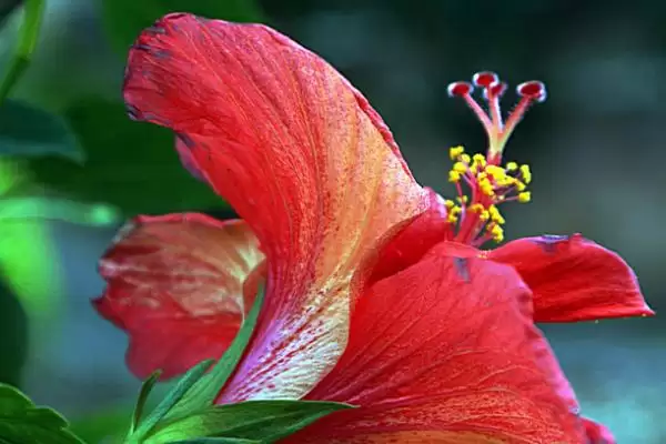 扶桑花品种类型 ,扶桑花常见的品种有哪些种类插图4 扶桑花品种类型 ,扶桑花常见的品种有哪些种类插图4