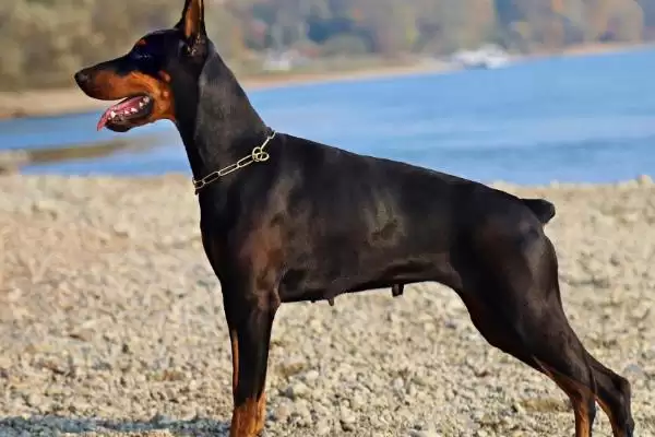 杜宾犬的智商排名,杜宾犬智商高吗在狗狗中排第几插图1 杜宾犬的智商排名,杜宾犬智商高吗在狗狗中排第几插图1