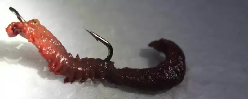 海钓用什么鱼饵是常用的呢,海钓一般常用的鱼饵是自然饵吗插图 海钓用什么鱼饵是常用的呢,海钓一般常用的鱼饵是自然饵吗插图