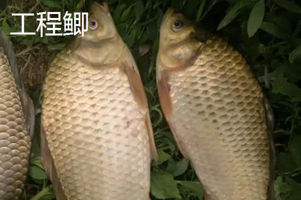 鲫鱼外观特点不同品种有差异,鲫鱼的外观,外观差异体现在哪?插图4 鲫鱼外观特点不同品种有差异,鲫鱼的外观,外观差异体现在哪?插图4