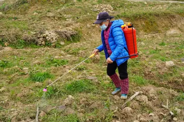 黄瓜白粉病特效药 ,黄瓜白粉病发病时控白可湿性粉剂有效插图2 黄瓜白粉病特效药 ,黄瓜白粉病发病时控白可湿性粉剂有效插图2
