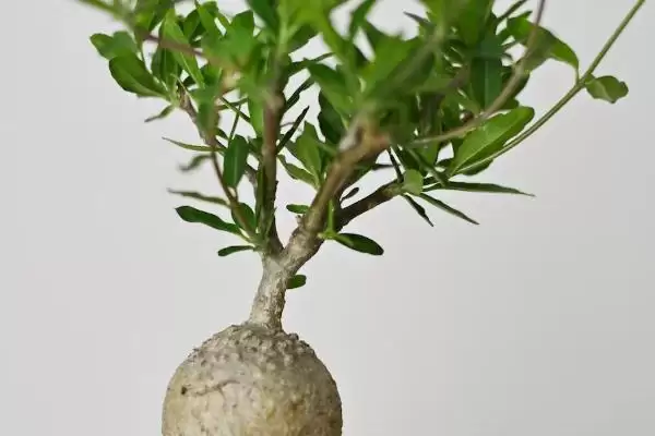 火星人植物需求喜温暖光照充足,火星人植物对生长环境的要求,是这样吗?插图1 火星人植物需求喜温暖光照充足,火星人植物对生长环境的要求,是这样吗?插图1