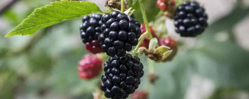 黑莓和蓝莓有什么区别呢,黑莓属蔷薇科、蓝莓属杜鹃花科有何不同呢插图 黑莓和蓝莓有什么区别呢,黑莓属蔷薇科、蓝莓属杜鹃花科有何不同呢插图
