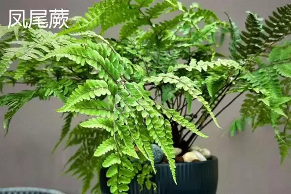 凤尾蕨与黑木蕨差异 ,凤尾蕨和黑木蕨有何区插图1 凤尾蕨与黑木蕨差异 ,凤尾蕨和黑木蕨有何区插图1