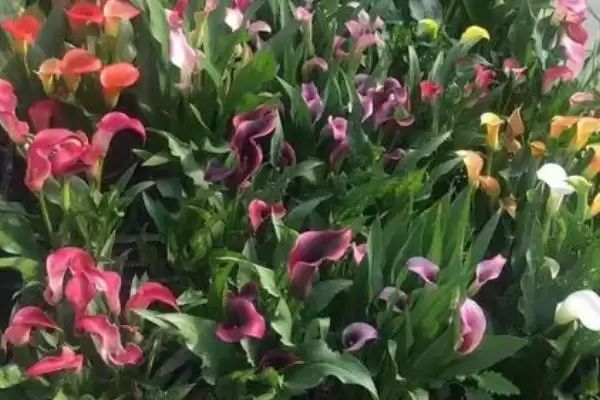 彩色马蹄莲的种植方法是怎样呢,彩色马蹄莲种植方法插图1 彩色马蹄莲的种植方法是怎样呢,彩色马蹄莲种植方法插图1