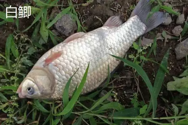 鲫鱼品种介绍土鲫高背鲫常见,鲫鱼的品种介绍,常见品种有这些?插图3 鲫鱼品种介绍土鲫高背鲫常见,鲫鱼的品种介绍,常见品种有这些?插图3