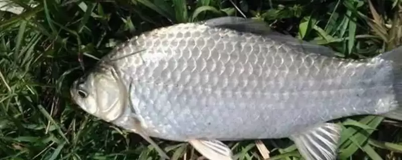 鲫鱼敏感味道小鲫香腥大鲫清淡,鲫鱼最敏感的味道,真的是这样吗?插图 鲫鱼敏感味道小鲫香腥大鲫清淡,鲫鱼最敏感的味道,真的是这样吗?插图