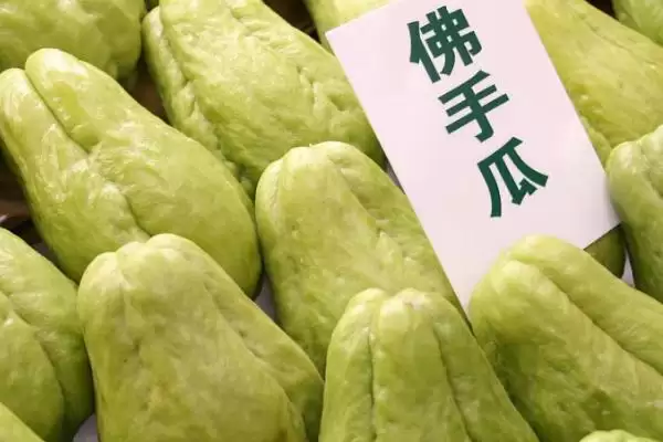 佛手瓜存放冰箱问题 ,佛手瓜能不能放在冰箱里保存插图3 佛手瓜存放冰箱问题 ,佛手瓜能不能放在冰箱里保存插图3