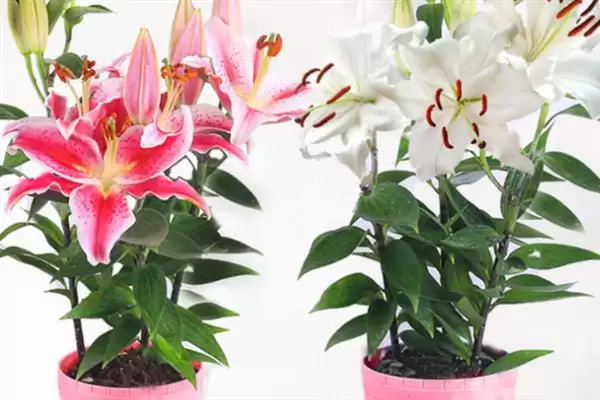 百合花盆栽养殖,百合花盆栽应如何进行养殖插图7 百合花盆栽养殖,百合花盆栽应如何进行养殖插图7