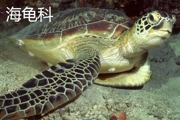龟的种类主要有哪些呢,龟共有12科分别是哪些种类呢插图3 龟的种类主要有哪些呢,龟共有12科分别是哪些种类呢插图3