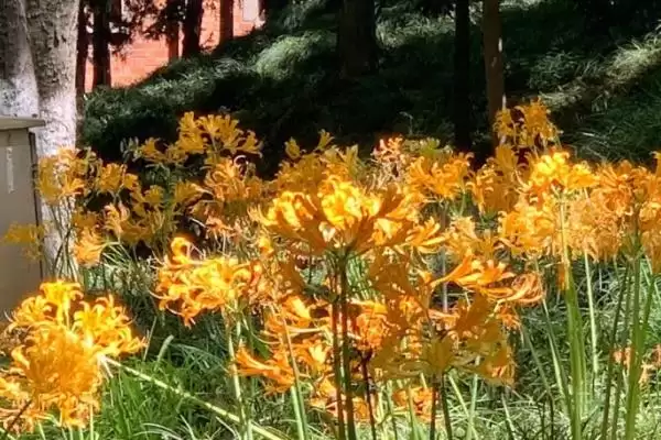 忽地笑的花语是什么意思呢,忽地笑花语是死亡的爱、爱的痛苦是这样吗插图2 忽地笑的花语是什么意思呢,忽地笑花语是死亡的爱、爱的痛苦是这样吗插图2