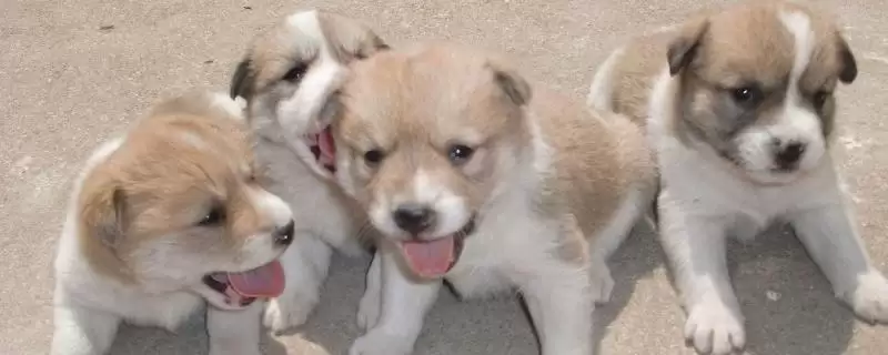 狗狗脑震荡有啥症状,狗狗脑震荡主要症状为呕吐、站不稳等吗插图 狗狗脑震荡有啥症状,狗狗脑震荡主要症状为呕吐、站不稳等吗插图